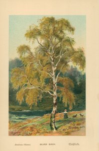 Silberbirke von William Henry James Boot