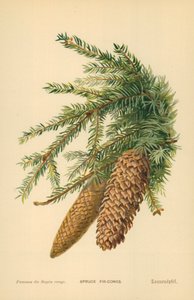 Fichtenzapfen von William Henry James Boot
