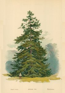 Fichte von William Henry James Boot