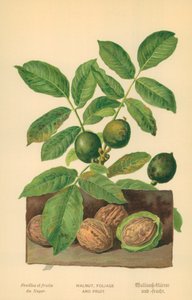 Walnuss, Laub und Frucht von William Henry James Boot