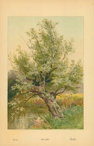 Weide von William Henry James Boot