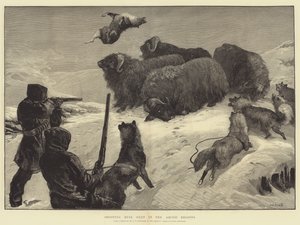 Schießen auf Moschusochsen in den arktischen Regionen von William Heysham Overend