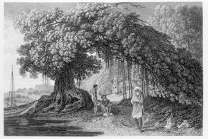 Ein Banyanbaum, aus 