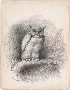 Eule