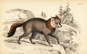 Amerikanischer Kreuzfuchs, Vulpes vulpes