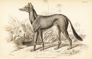 Arabischer Windhund, Canis lupus familiaris