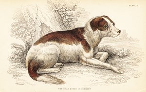 Deutsche Dogge, Canis lupus familiaris