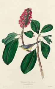 Bonaparte-Fliegenschnäpper von William Home Lizars