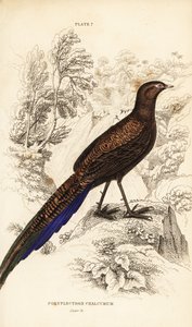 Bronzeschwanz-Pfaufasan oder Sumatra-Pfaufasan