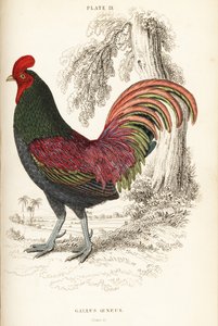 Bronzehahn von Sumatra, Gallus aeneus