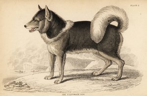 Kanadischer Eskimohund oder Qimmiq, Canis lupus familiaris von William Home Lizars