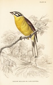 Kapammer, Emberiza capensis (Gelbbauchammer, Fringillaria capensis)