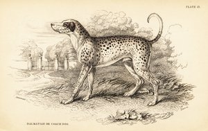 Dalmatiner, Canis lupus familiaris von William Home Lizars