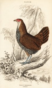 Weiblicher Grauer Dschungelhahn oder Sonnerats Dschungelhahn, Gallus sonneratii (Gallus sonnerati)
