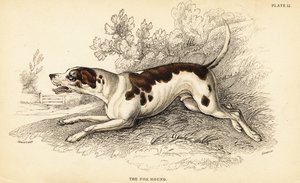 Foxhound, Canis lupus familiaris von William Home Lizars