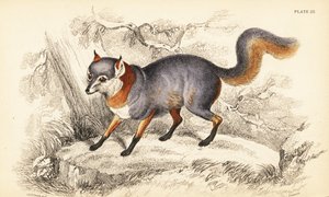 Graufuchs, Urocyon cinereoargenteus von William Home Lizars