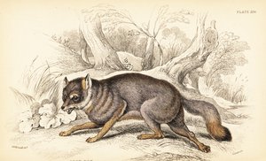Graufuchs oder Graufuchs, Urocyon cinereoargenteus von William Home Lizars