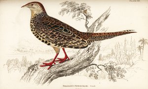 Grüner Fasan oder Japanischer Grünfasan, Weibchen, Phasianus versicolor von William Home Lizars