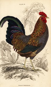 Grauer Dschungelhahn oder Sonnerats Dschungelhahn, Gallus sonneratii