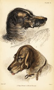 Köpfe eines Hirschhundes 1 und Bluthundes 2, Canis lupus familiaris (Canis sagaces und Canis sanguinarius) von William Home Lizars