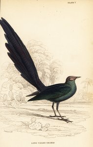 Langschwanzglanzstar, Lamprotornis caudatus