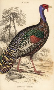 Ocellierter Truthahn, Meleagris ocellata