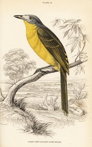 Olivbuschsänger, Chlorophoneus olivaceus (Großer Graukopf-Buschsänger, Malaconutus olivaceus)