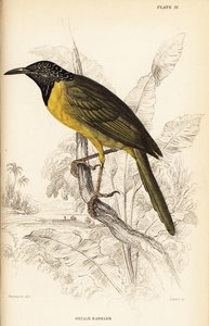 Pirolsänger, Hypergerus atriceps