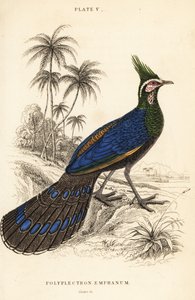 Palawan-Pfaufasan, Polyplectron napoleonis
