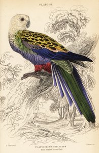 Blasskopfrosella (palliceps), Platycercus adscitus palliceps