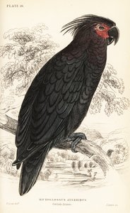 Palmenkakadu, Probosciger aterrimus
