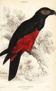 Pesquets Papagei oder Geierpapagei, Psittrichas fulgidus