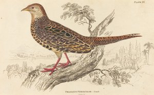 Phasianus Versicolor - Weiblich