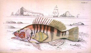 Tafel 17 Serbanus Scriba (Insel Baziluzzo), graviert vom Künstler aus 