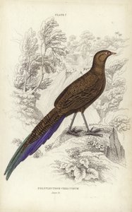 Polyplectron Chalcurum von William Home Lizars