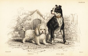 Pudel, Canis aquaticus, und Bulldogge, Canis anglicus