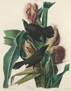 Purpurgrackel, 1827