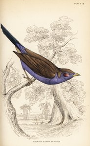 Rotwangen-Cordonbleu, Uraeginthus bengalus
