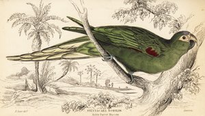 Rotflügelara, Diopsittaca nobilis