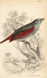 Rotflügel-Pytilie, Pytilia phoenicoptera (Rotflügel-Bengali, Pytilia phaenicoptera) von William Home Lizars