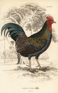 Bankivahuhn, Gallus gallus javanicus