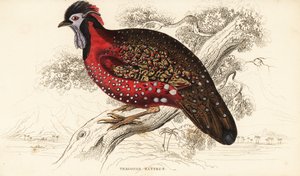 Satyr-Tragopan oder Scharlachroter Hornfasan, Tragopan satyra (Nepal-Tragopan, Tragopan satyrus)