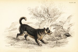 Schottischer Terrier oder Scotch Terrier, Canis lupus familiaris (Canis terrarius) von William Home Lizars