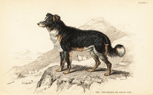 Hirtenhund oder Schäferhund, Canis lupus familiaris (Canis domesticus) von William Home Lizars