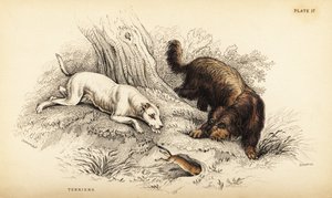 Glattbeschichteter Terrier und Schottischer oder Drahthaarterrier, Canis lupus familiaris