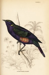 Prachtglanzstar (Senegal), Lamprotornis splendidus chrysonotis (Goldohrglanzstar, Lamprotornis chrysonotis) von William Home Lizars