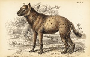 Fleckenhyäne oder Lachhyäne, Crocuta crocuta (Hyaena crocuta) von William Home Lizars