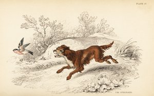 Springer Spaniel, Canis lupus familiaris
