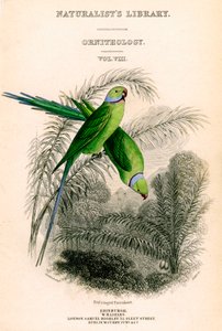 Die Bibliothek der Naturforscher, Ornithologie Band VIII, Rotring-Sittich, um 1833-1865
