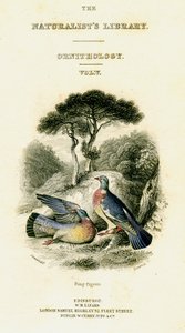 Die Bibliothek der Naturforscher, Ornithologie Band V, Ringtaube, ca. 1833-1865 von William Home Lizars